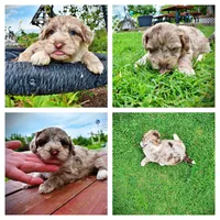 Star, a female Havanese and Poodle - Toy  for sale in Marshfield, MO – 1 of 10
