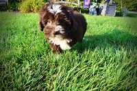 Emma, a female Havanese and Poodle - Toy  for sale in Marshfield, MO – 9 of 10
