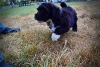 Kudos, a male Havanese and Havapoo for sale in Marshfield, MO – 7 of 10
