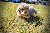Ozzie, a male Havapoo for sale in Marshfield, MO – 9 of 10