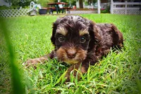 Vixen, a female Havanese and Poodle - Toy  for sale in Marshfield, MO – 9 of 10