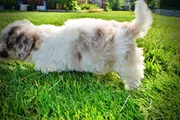 Simba-SUMMER SALE!!  $100 off listed price!!, a male Havanese and Poodle - Toy  for sale in Marshfield, MO – 3 of 9