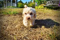 Lemony, a male Havapoo for sale in Marshfield, MO – 5 of 10