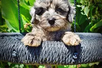 Indy, a male Havanese and Poodle - Toy  for sale in Marshfield, MO – 4 of 10
