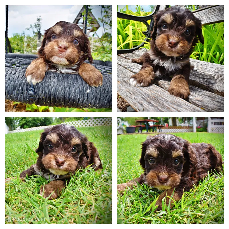 Vixen – Havanese, Poodle - Toy  puppy for sale in Marshfield, MO