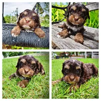 Vixen, a female Havanese and Poodle - Toy  for sale in Marshfield, MO – 1 of 10