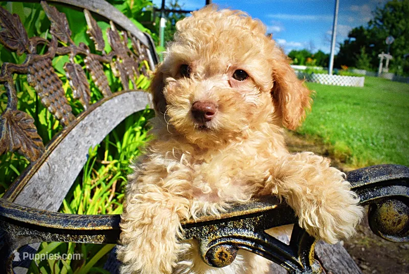 Ajax – Havanese, Poodle - Toy  puppy for sale in Marshfield, MO