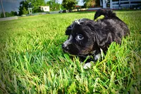 Introducing Taz! -SUMMER SALE!! $100 off listed price!!, a male Havanese and Poodle - Toy  for sale in Marshfield, MO – 4 of 10