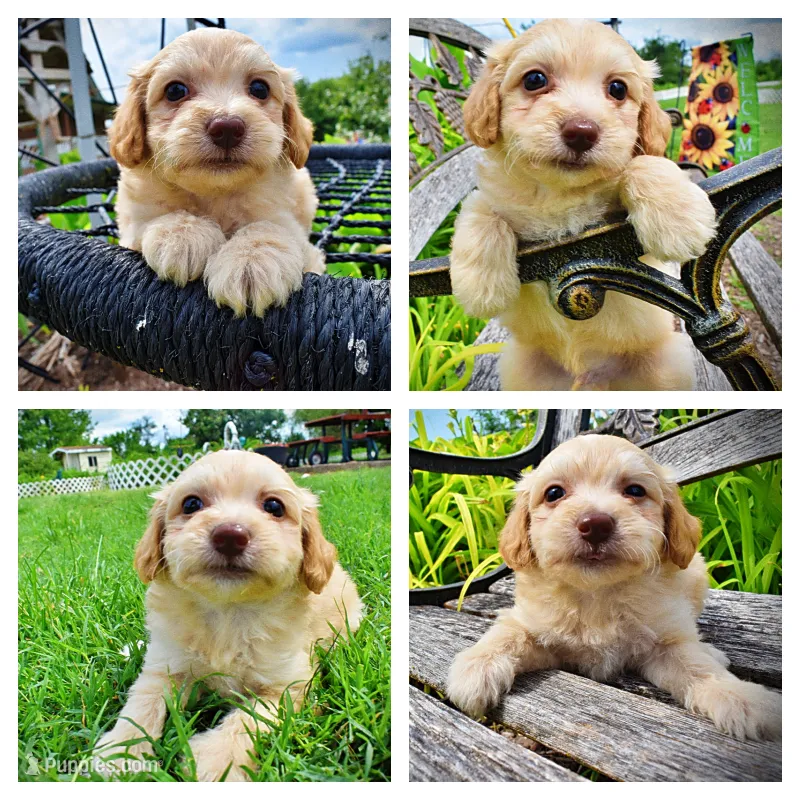 Alfie – Havanese, Poodle - Toy  puppy for sale in Marshfield, MO