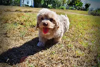 Ozzie, a male Havapoo for sale in Marshfield, MO – 5 of 10