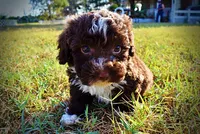 Levi, a male Havapoo for sale in Marshfield, MO – 9 of 10