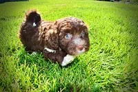 Baxter, a male Havanese and Poodle - Toy  for sale in Marshfield, MO – 6 of 10