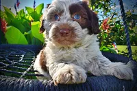 Chippy, a male Havanese and Poodle - Toy  for sale in Marshfield, MO – 3 of 10