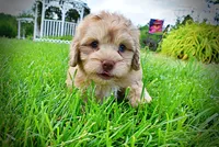 Presto-MEMORIAL DAY SALE-$150 OFF!!, a male Havanese and Poodle - Toy  for sale in Marshfield, MO – 5 of 10