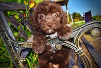 Emily, a female Havanese and Poodle - Toy  for sale in Marshfield, MO – 3 of 9