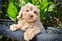 Ozzie, a male Havapoo for sale in Marshfield, MO – 3 of 10