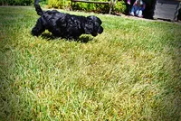 Harmony, a female Havanese and Poodle - Toy  for sale in Marshfield, MO – 8 of 10