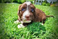 Tootsie, a female Havanese and Poodle - Toy  for sale in Marshfield, MO – 9 of 10