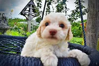 Angel, a female Havanese and Poodle - Toy  for sale in Marshfield, MO – 7 of 8