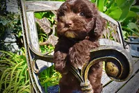 Jolene-LABOR DAY SALE-TAKE $100 OFF!!!, a female Havanese for sale in Marshfield, MO – 3 of 10