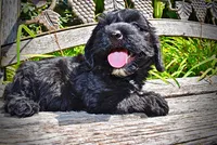 Harmony, a female Havanese and Poodle - Toy  for sale in Marshfield, MO – 3 of 10