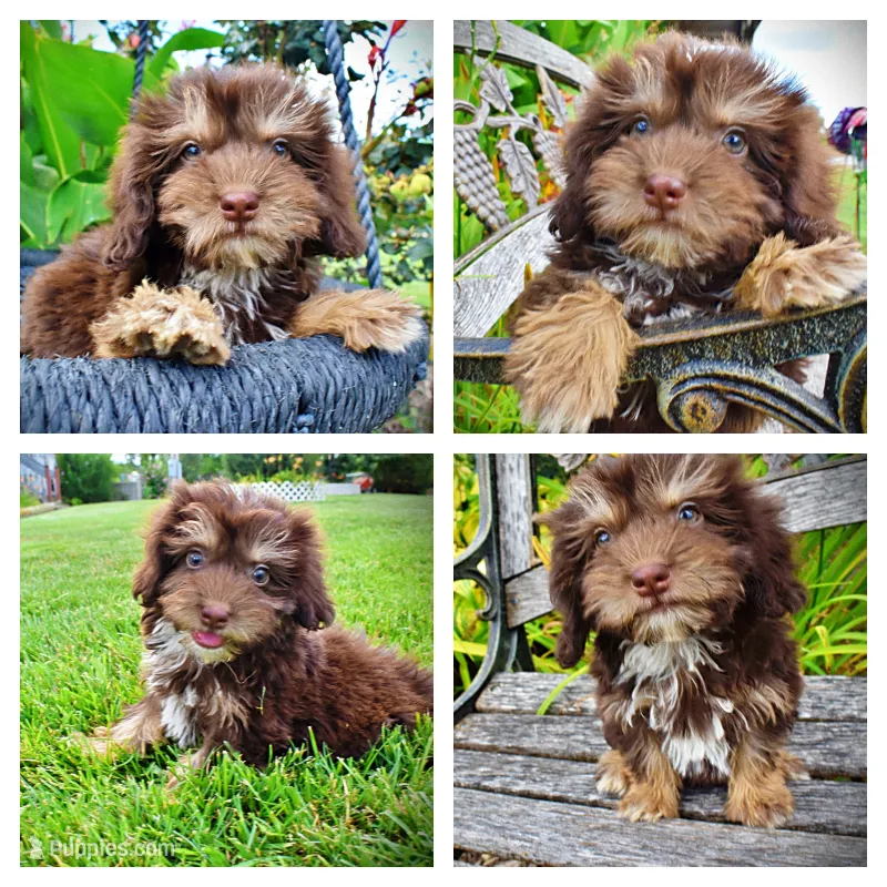 Frisky – Havanese, Poodle - Toy  puppy for sale in Marshfield, MO
