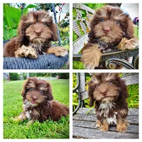 Frisky, a female Havanese and Poodle - Toy  for sale in Marshfield, MO – 1 of 10