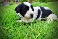 Shadow, a male Havanese and Poodle - Toy  for sale in Marshfield, MO – 9 of 10