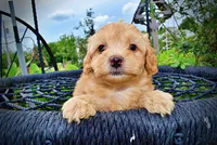 Acorn, a male Havanese and Poodle - Toy  for sale in Marshfield, MO – 2 of 10