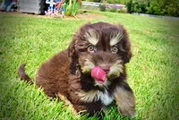 Epic, a male Havanese and Poodle - Toy  for sale in Marshfield, MO – 6 of 10