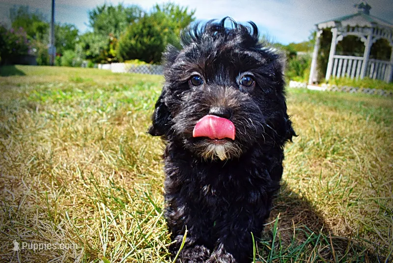 Isabella-LABOR DAY SALE-TAKE $100 OFF!!! – Havanese, Poodle - Toy  puppy for sale in Marshfield, MO