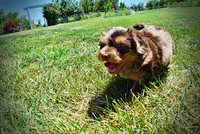 Ironman, a male Havanese and Poodle - Toy  for sale in Marshfield, MO – 8 of 10