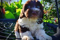 Bandit, a male Havanese and Poodle - Toy  for sale in Marshfield, MO – 4 of 10