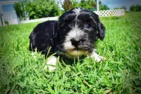 Trixie, a female Havanese and Poodle - Toy  for sale in Marshfield, MO – 5 of 9
