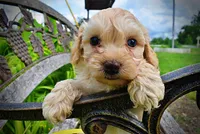 Armani, a male Havanese and Poodle - Toy  for sale in Marshfield, MO – 4 of 10