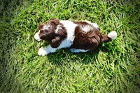 Bubbles, a female Havanese and Poodle - Toy  for sale in Marshfield, MO – 7 of 9