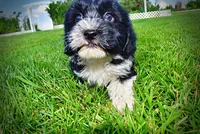 Trixie-SUMMER SALE!!  $100 off listed price!!, a female Havanese and Poodle - Toy  for sale in Marshfield, MO – 7 of 9