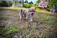 Marbles, a female Havapoo for sale in Marshfield, MO – 7 of 10