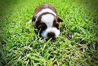 Rosa-lee, a female Havanese and Poodle - Toy  for sale in Marshfield, MO – Photo 6 of 9