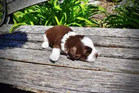 Rosa-lee, a female Havanese and Poodle - Toy  for sale in Marshfield, MO – Photo 4 of 9