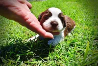 Rosa-lee, a female Havanese and Poodle - Toy  for sale in Marshfield, MO – Photo 9 of 9