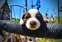 Rosa-lee, a female Havanese and Poodle - Toy  for sale in Marshfield, MO – Photo 2 of 9