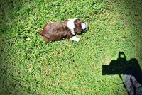 Rosa-lee, a female Havanese and Poodle - Toy  for sale in Marshfield, MO – Photo 7 of 9