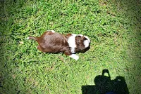 Rosa-lee, a female Havanese and Poodle - Toy  for sale in Marshfield, MO – Photo 8 of 9