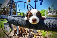Rosa-lee, a female Havanese and Poodle - Toy  for sale in Marshfield, MO – Photo 3 of 9