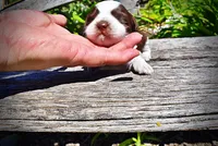 Rosa-lee, a female Havanese and Poodle - Toy  for sale in Marshfield, MO – Photo 5 of 9