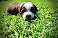 Rosa-lee, a female Havanese and Poodle - Toy  for sale in Marshfield, MO – Photo 1 of 9