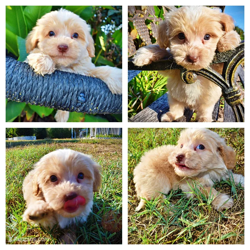 Loki – Havapoo puppy for sale in Marshfield, MO