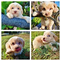 Loki, a male Havapoo for sale in Marshfield, MO – 1 of 10