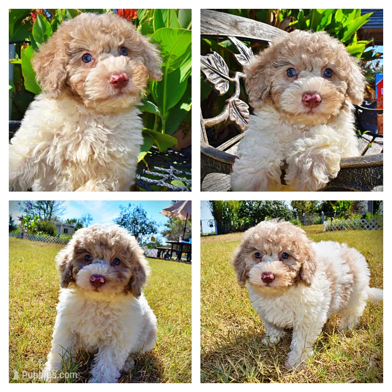 Noodles – Havapoo puppy for sale in Marshfield, MO
